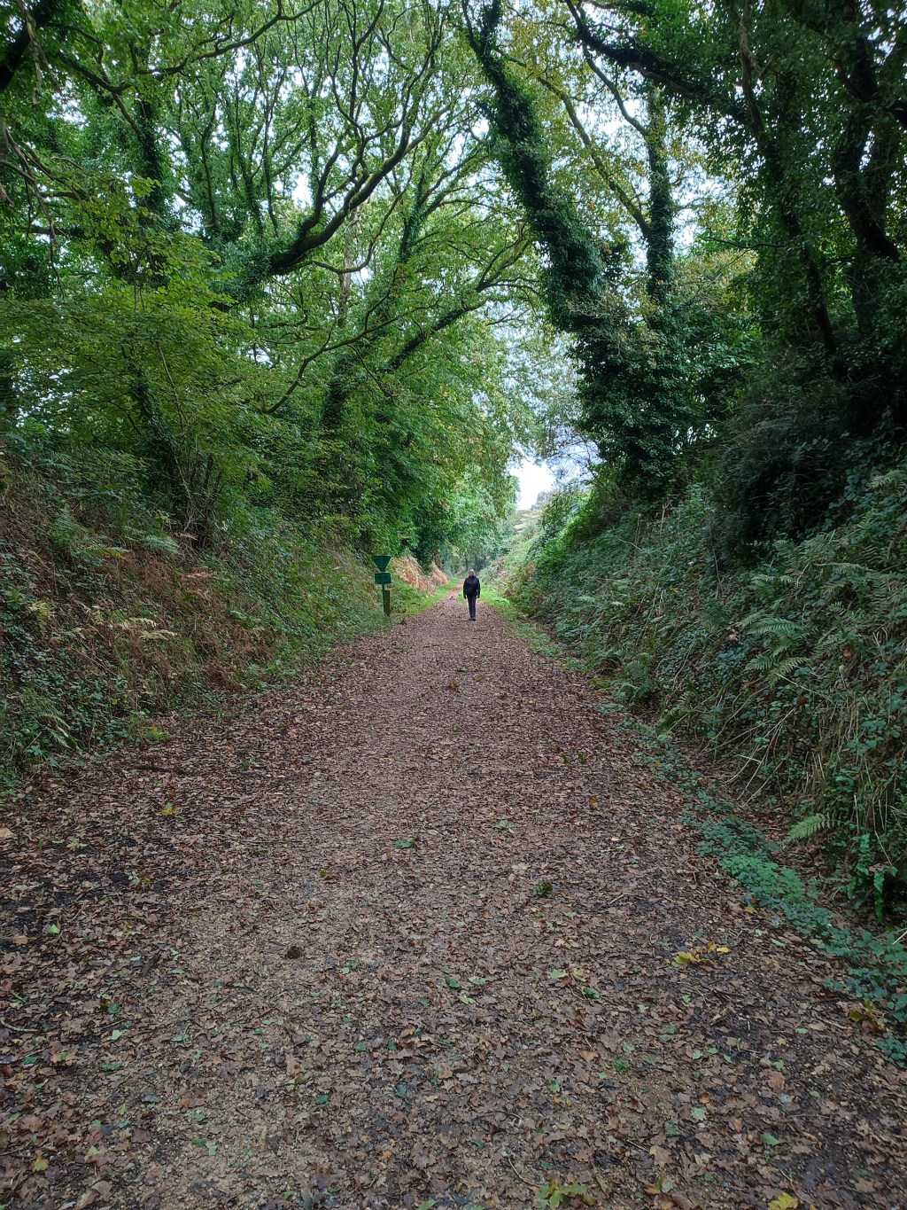The tunnel of chestnut&nbsp;trees