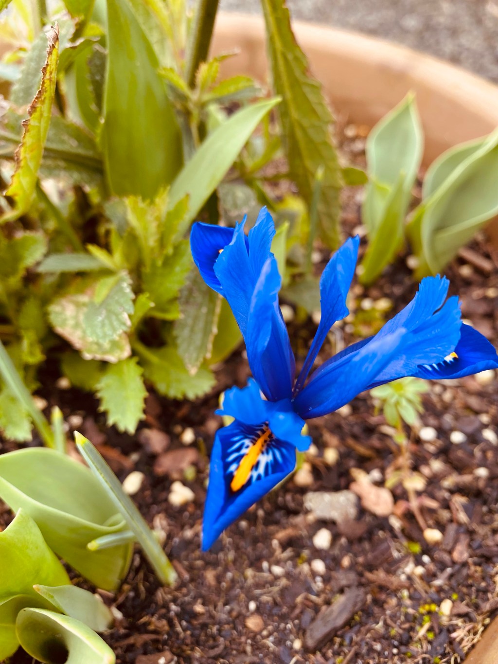 The Invasion -Flash&nbsp;Fiction